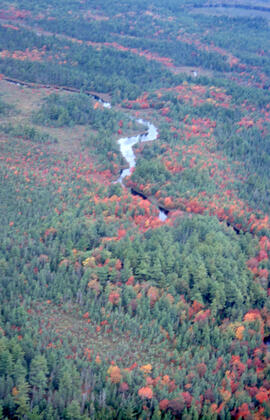 Aerial photograph of the autumnal Acadian forest in the Tobeatic Wilderness Area, southwestern No...
