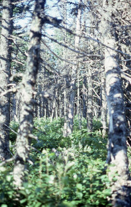 Photograph of spruce budworm aftermath in Cape Breton Highlands National Park