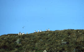 Photograph of puffins at Gull Island, near Cape St. Mary's, Newfoundland and Labrador