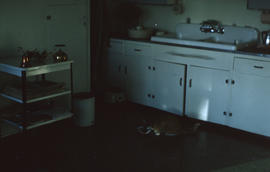 Photograph of a cat eating food in a kitchen