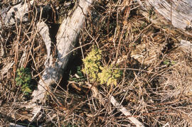 Photograph of deformed raspberry plants after Glyphosate spraying, Little River Lake site, Kings ...