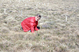 Photograph of Tom Hutchinson taking samples in the meadow plot near Tuktoyaktuk, Northwest Territ...