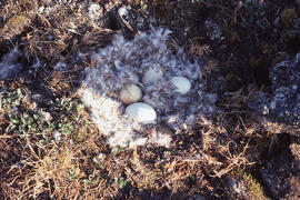 Photograph of a Snow goose nest at Alexandra Fiord, Ellesmere Island