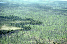 Photograph of spruce budworm-killed forest in Cape Breton Highlands National Park