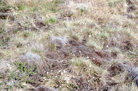 Photograph of regrowth at the meadow summer spill site near Tuktoyaktuk, Northwest Territories