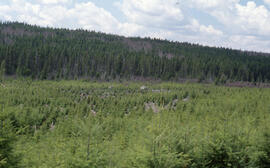 Photograph of natural regeneration of balsam fir in the Irving Deersdale Limits, central New Brun...