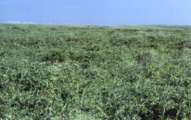Photograph of Ammophila arenaria (marram grass) on Sable Island