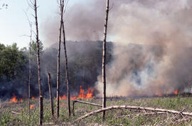 Photograph of an active forest fire in La Mauricie National Park, Quebec