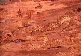 Photograph of Tetropium fuscum (Brown spruce longhorn beetle) larval galleries and pupal chambers...