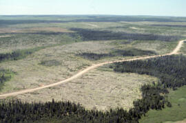 Photograph of salvage clearcuts of spruce budworm-killed forest in Cape Breton Highlands National...