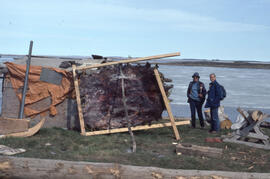 Photograph of two unidentified people drying and stretching grizzly bear skin near Tuktoyaktuk, N...