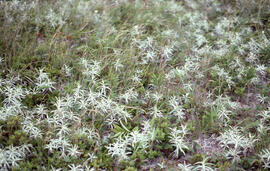 Photograph of dense fescue grass amid Anaphalis on Sable Island