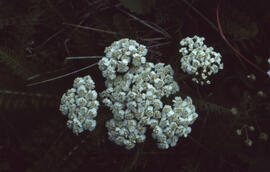 Photograph of common yarrow (Achillea millefolium), Newfoundland and Labrador