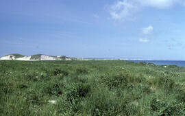 Photograph of a range of rich mixed Ammophila on Sable Island