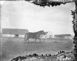 Photograph of horse