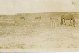 Photograph of the wild horse Louise and her colt on Sable Island