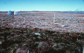 Photograph of the Meadow winter spill site, near Tuktoyaktuk, Northwest Territories
