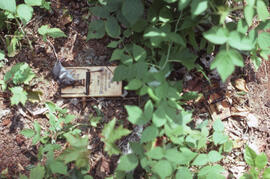 Photograph of small mammal snap traps in action, Riverside site, central Nova Scotia