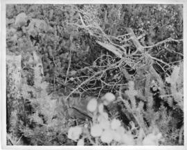 Photograph of an unidentified camouflaged soldier crouching in brush, Tracadie, 1943
