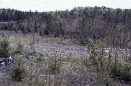 Photograph showing uncollected logs and foliage at an unidentified central Nova Scotian site