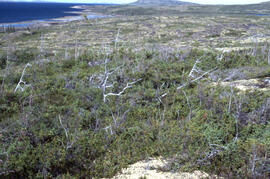 Photograph of Black spruce (Picea mariana) near Michelin Lake, Postville, Newfoundland and Labrador