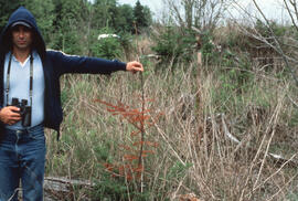 Photograph of an unidentified person standing next to glyphosate-damged balsam fir one year after...