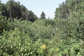 Photograph of forest biomass measurements at Plot 4, a wider strip cut range, Riverside site, cen...
