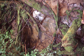 Photograph of understory in the Acadian forest of the Tobeatic Wilderness Area, southwestern Nova...