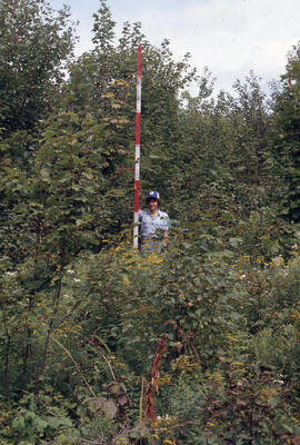Photograph of an unidentified researcher conducting forest biomass measurements at the Plot I ope...