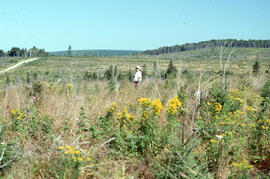 Photograph of Bill Freedman standing in ground vegetation amid a three year regenerated spruce pl...