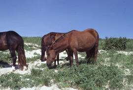 Photograph of three wild horses grazing on Sable Island
