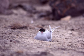 Photograph of a nesting Arctic tern at Alexandra Fiord, Ellesmere Island