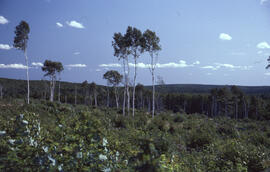 Photograph of forest biomass growth at Site 5, Plot 3, a two-year growth stand at an unidentified...