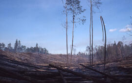 Photograph of burned areas after a forest fire in La Mauricie National Park
