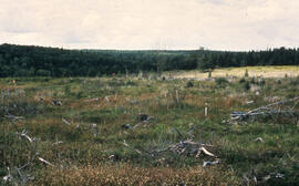 Photograph of slow regeneration after spraying at the Little River Lake site, Kings County, Nova ...