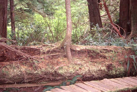Photograph of Acadian forest understory in the Tobeatic Wilderness Area, southwestern Nova Scotia
