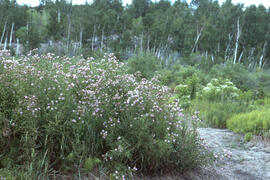 Photograph of a thicket of field thistle (Cirsium arvense) near Sudbury, Ontario