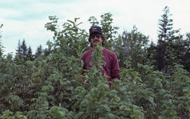 Photograph of Richard Morash standing vegetation competition before glyphosate spraying, Cope's H...