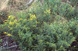 Photograph of slow regrowth post-spray at the Antrim site, Halifax County, Nova Scotia