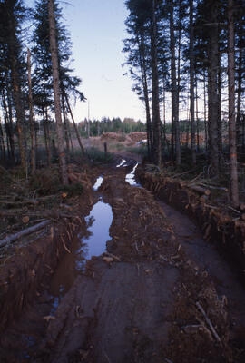 Photograph of a muddy two-track road cleared of fallen tree limbs, near Shubenacadie, Nova Scotia