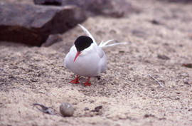 Photograph of an Arctic tern looking at an egg at a nest site at Alexandra Fiord, Ellesmere Island