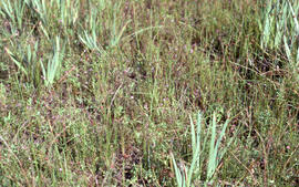 Photograph of mixed grasses on Sable Island
