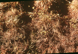 Photograph of close-up detail regrowth at the Meadow winter spill site, near Tuktoyaktuk, Northwe...