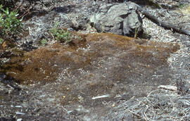 Photograph of a common haircap moss (Polytricum commune) mat near the Richard Lake site, near Sud...