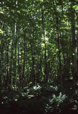 Photograph of forest biomass at Site 3, a fifty-year-old stand, at an unidentified central Nova S...