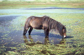 Photograph of a wild horse drinking from a freshwater pond on Sable Island