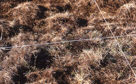 Photograph of detailed regrowth at the Meadow summer spill site, near Tuktoyaktuk, Northwest Terr...