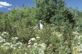 Photograph of an unidentified person standing in dense vegetation at a Riverside reference site, ...