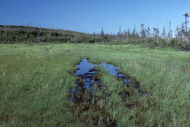 Photograph of tracked vehicle damage to a bog, spring-summer, near Michelin Lake, Newfoundland an...