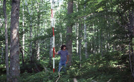 Photograph of an unidentified researcher conducting forest biomass measurements at an unidentifie...
